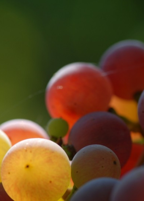 Roter Riesling ANT 0567